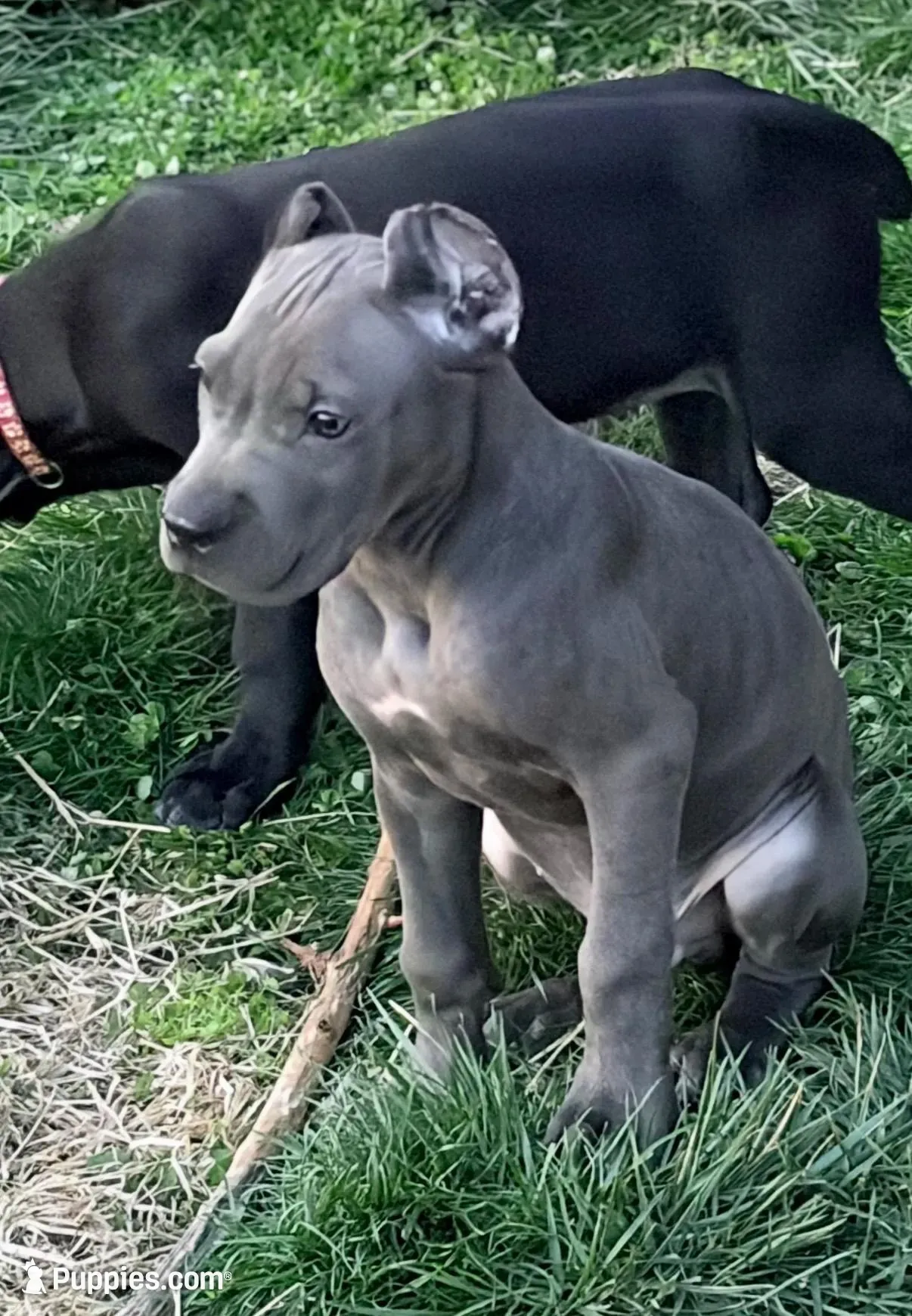 Mystic, a male Cane Corso for sale in Anderson, IN – 7 of 10