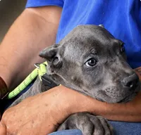 Mystic, a male Cane Corso for sale in Anderson, IN – 10 of 10