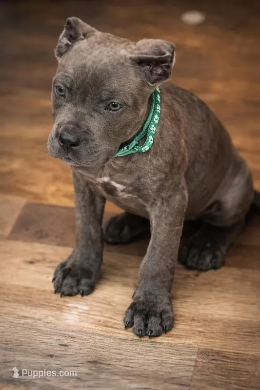 Rico – Cane Corso puppy for sale in Anderson, IN