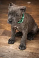 Rico, a male Cane Corso for sale in Anderson, IN – Photo 2 of 10