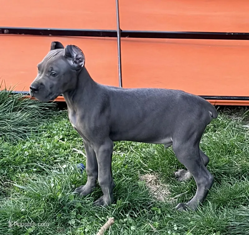 Mystic – Cane Corso puppy for sale in Anderson, IN