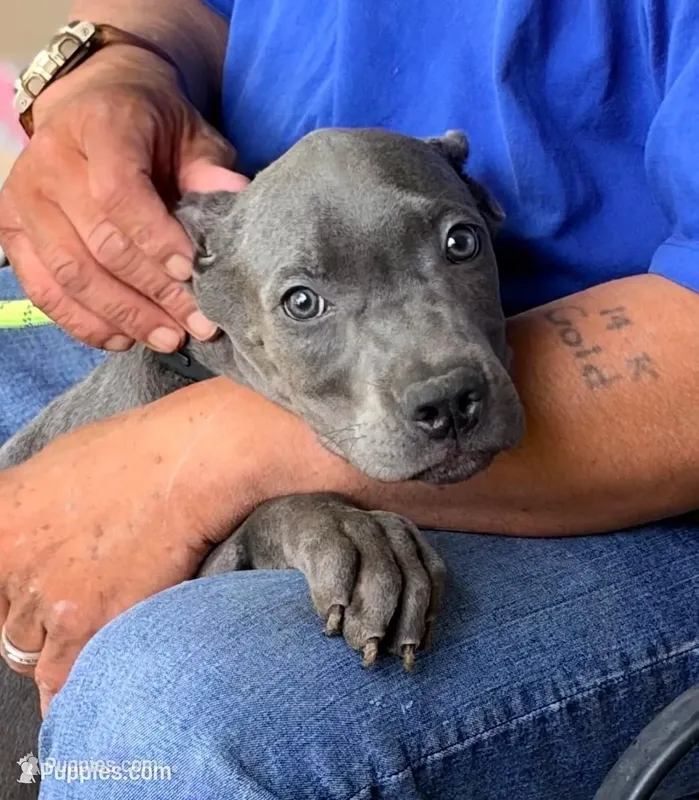 Mystic – Cane Corso puppy for sale in Anderson, IN