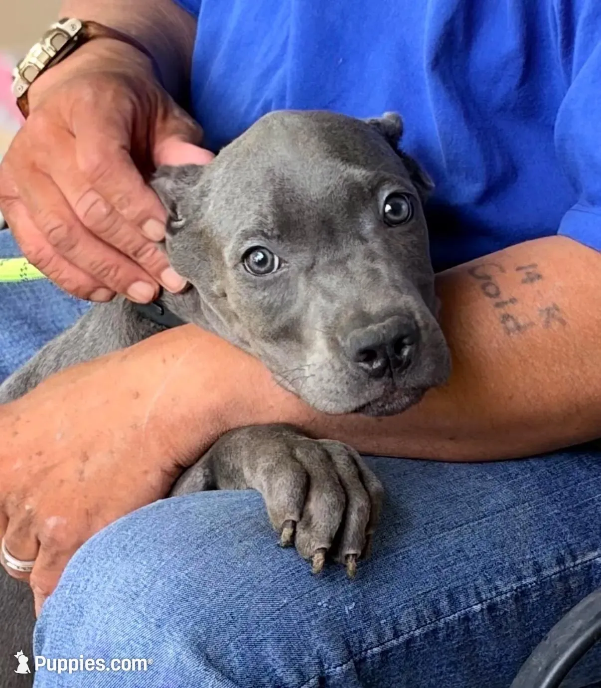 Mystic, a male Cane Corso for sale in Anderson, IN – 2 of 10