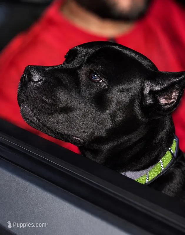 Sky – Cane Corso puppy for sale in Anderson, IN