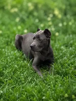 Gianni, a female Cane Corso for sale in Anderson, IN – 8 of 10