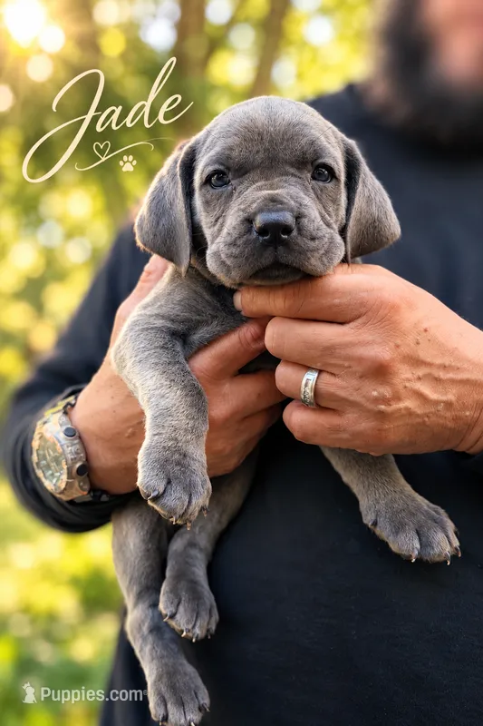 Jade  – Cane Corso puppy for sale in Anderson, IN