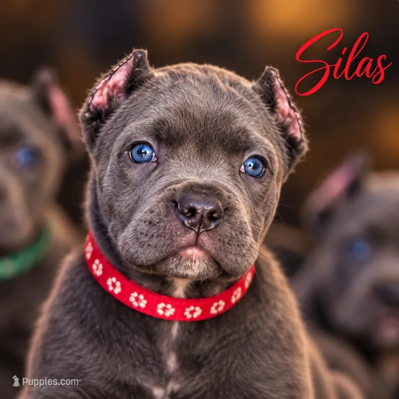 Silas – Cane Corso puppy for sale in Anderson, IN