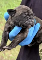 Zara, a female Cane Corso for sale in Anderson, IN – 2 of 7