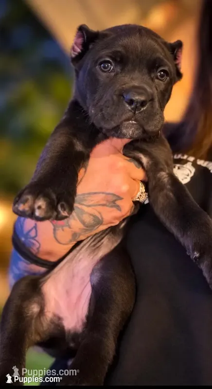 Raven  – Cane Corso puppy for sale in Anderson, IN