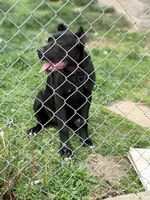 Luna, a female Cane Corso for sale in Anderson, IN – 8 of 10