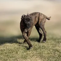 Braxton, a male Cane Corso for sale in Anderson, IN – Photo 3 of 10