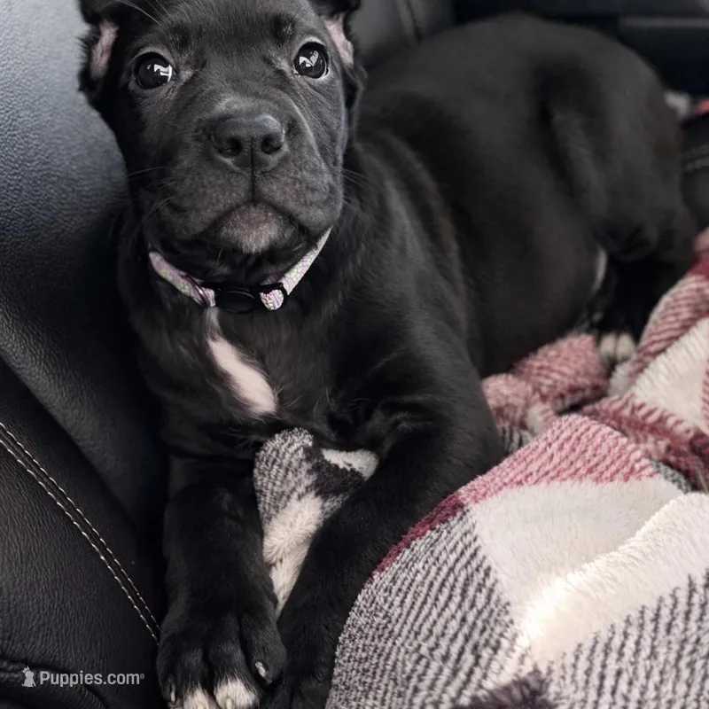 Luna – Cane Corso puppy for sale in Anderson, IN