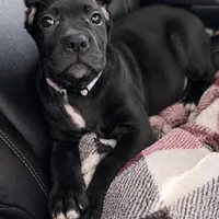 Luna, a female Cane Corso for sale in Anderson, IN – Photo 1 of 10