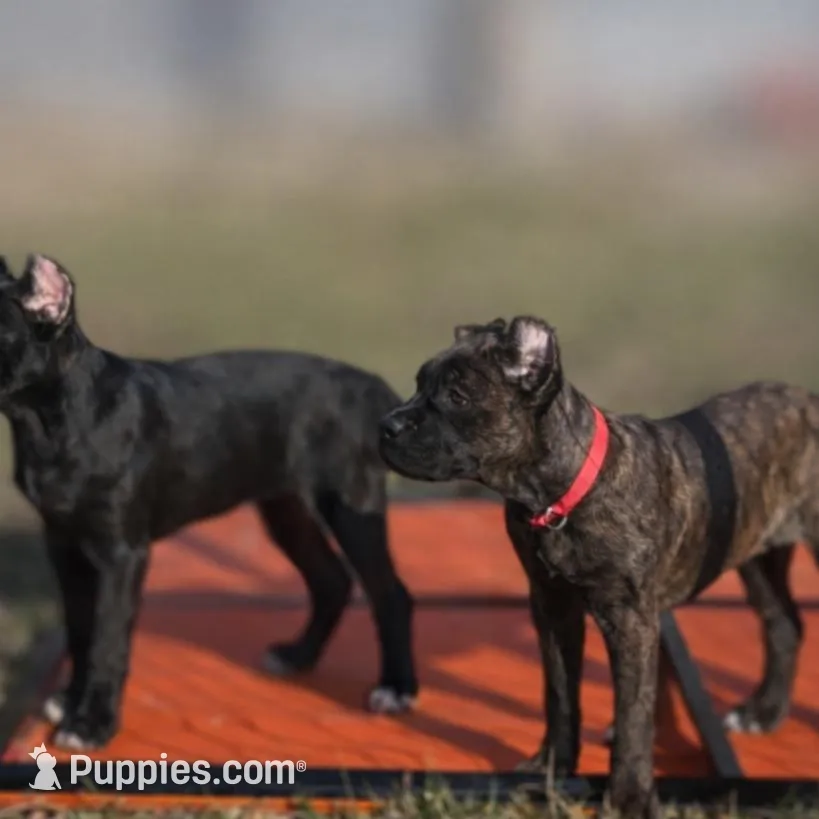 Braxton, a male Cane Corso for sale in Anderson, IN – Photo 7 of 10
