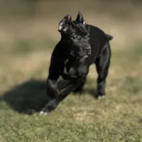 Luna, a female Cane Corso for sale in Anderson, IN – Photo 5 of 10