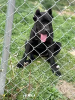 Luna, a female Cane Corso for sale in Anderson, IN – 9 of 10