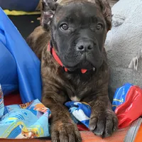 Braxton, a male Cane Corso for sale in Anderson, IN – Photo 5 of 10