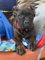 Braxton, a male Cane Corso for sale in Anderson, IN – Photo 1 of 10