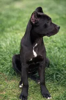 Luna, a female Cane Corso for sale in Anderson, IN – 10 of 10