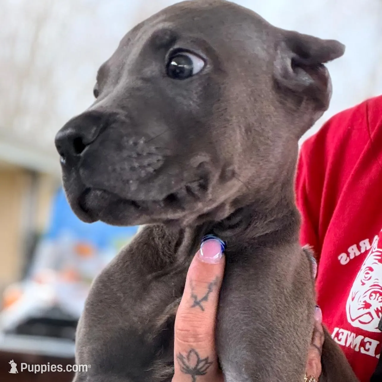 Mystic – Cane Corso puppy for sale in Anderson, IN
