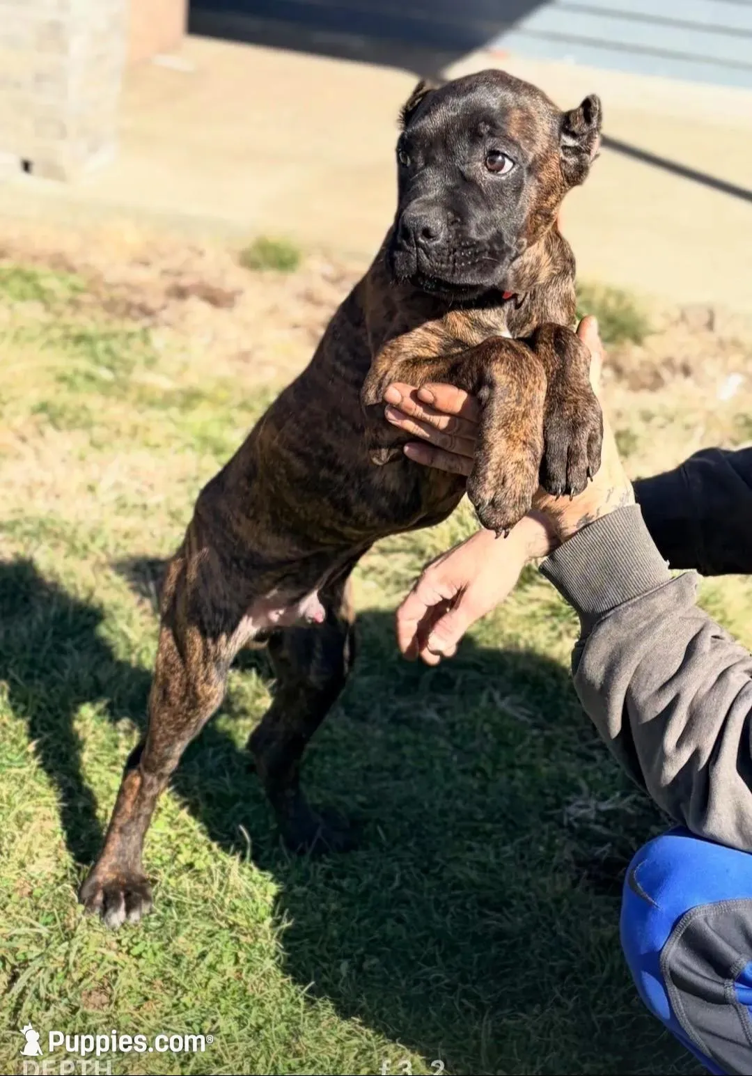 Braxton, a male Cane Corso for sale in Anderson, IN – Photo 4 of 10