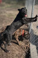 Luna, a female Cane Corso for sale in Anderson, IN – Photo 10 of 10