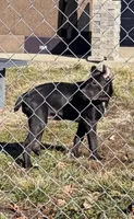 Luna, a female Cane Corso for sale in Anderson, IN – Photo 9 of 10