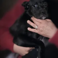 Luna, a female Cane Corso for sale in Anderson, IN – Photo 4 of 10