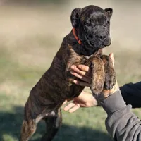 Braxton, a male Cane Corso for sale in Anderson, IN – Photo 1 of 10