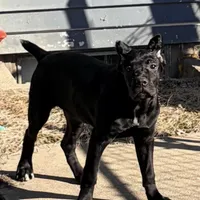 Luna, a female Cane Corso for sale in Anderson, IN – Photo 2 of 10