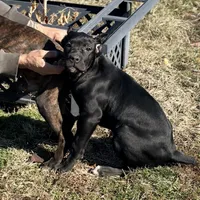 Luna, a female Cane Corso for sale in Anderson, IN – Photo 6 of 10