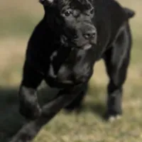 Luna, a female Cane Corso for sale in Anderson, IN – Photo 1 of 10