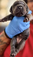 Navi, a female Cane Corso for sale in Anderson, IN – 5 of 5