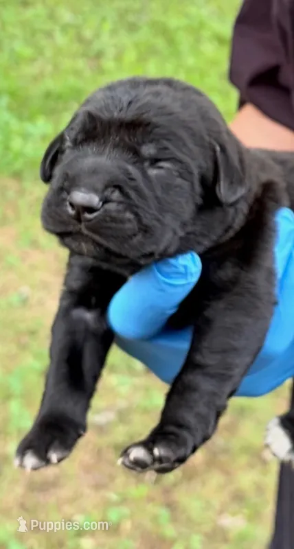 Whisper  – Cane Corso puppy for sale in Anderson, IN