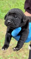 Whisper , a female Cane Corso for sale in Anderson, IN – 1 of 5