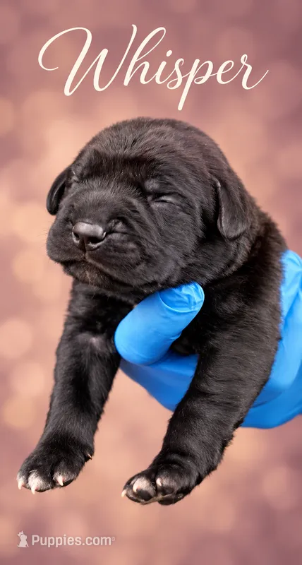 Whisper  – Cane Corso puppy for sale in Anderson, IN