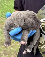 Milan, a male Cane Corso for sale in Anderson, IN – 2 of 7