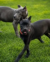 Wynter, a female Cane Corso for sale in Anderson, IN – 8 of 10