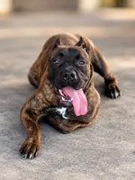 Braxton, a male Cane Corso for sale in Anderson, IN – 8 of 10