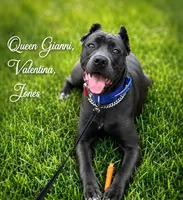 Gianni, a female Cane Corso for sale in Anderson, IN – 10 of 10