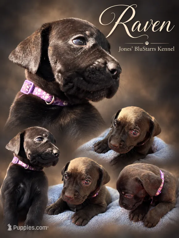 Raven  – Cane Corso puppy for sale in Anderson, IN