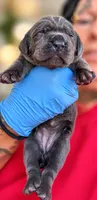 Navi, a female Cane Corso for sale in Anderson, IN – 4 of 5