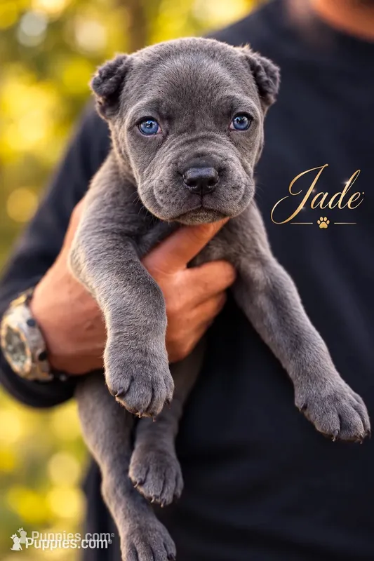 Jade  – Cane Corso puppy for sale in Anderson, IN