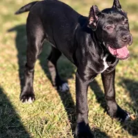 Luna, a female Cane Corso for sale in Anderson, IN – Photo 7 of 10