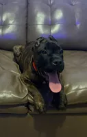 Braxton, a male Cane Corso for sale in Anderson, IN – Photo 9 of 10