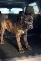 Braxton, a male Cane Corso for sale in Anderson, IN – Photo 4 of 10