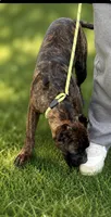 Braxton, a male Cane Corso for sale in Anderson, IN – 6 of 8
