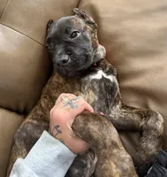 Braxton, a male Cane Corso for sale in Anderson, IN – Photo 5 of 10