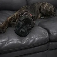 Braxton, a male Cane Corso for sale in Anderson, IN – Photo 8 of 10