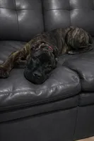 Braxton, a male Cane Corso for sale in Anderson, IN – Photo 6 of 10
